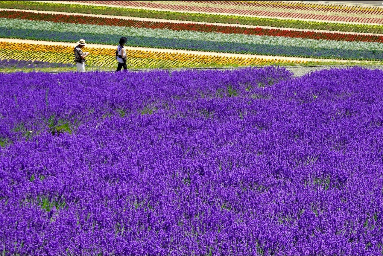 Rolling purple lavender fields with visitors walking the path behind, Farm Tomita, Furano, Hokkaido