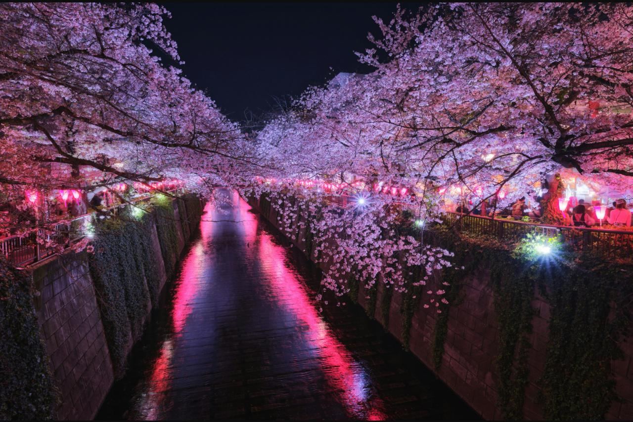 Cherry blossoms lit up at night along the Meguro River, Tokyo